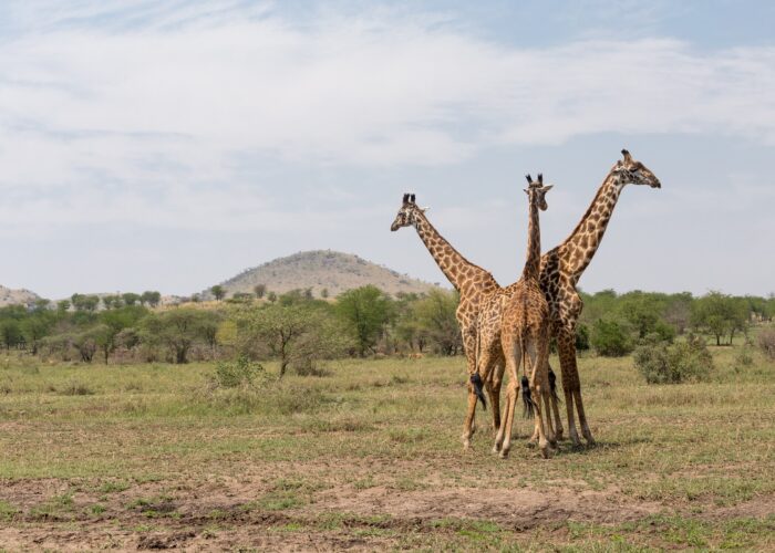 Safari O Melhor do Quénia e Zanzibar